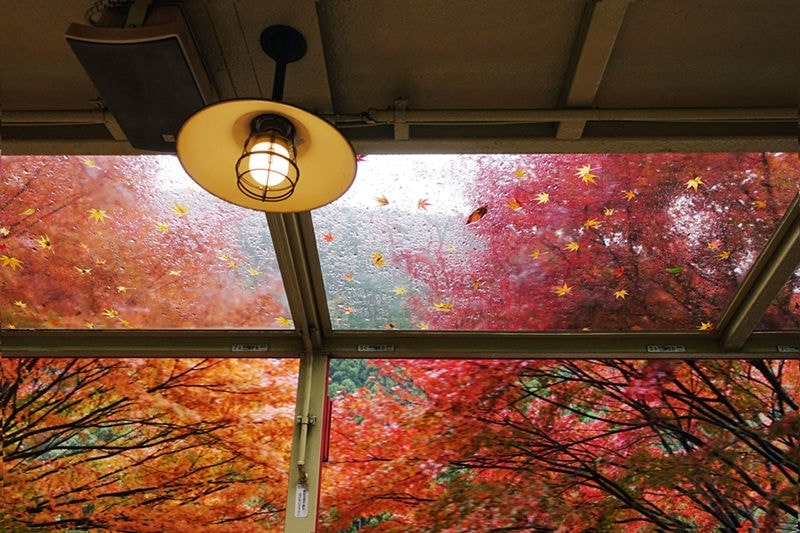 Little Old Train in Autumn Maple