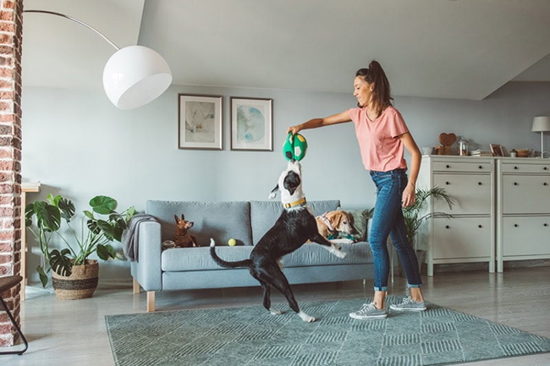 woman playing tug of war with her dog in their apartment.